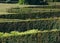 Summer trimmed boxwood in park hillside on a green grass lawn