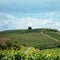 Summer trip by bike in the Kaiserstuhl vineyards in the Black Forest