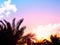 Summer tropical background with palms silhouettes, sky and surise. Beautiful nature landscape with copy space