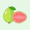 Summer tropical fruits for healthy lifestyle. Guava, whole fruit and half. Vector illustration cartoon flat icon isolated on color