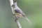 Summer Tufted Titmouse