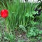 Summer.  Tulip.  Green grass.  Black cat.