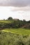 Summer Tuscan green hills with vineyards