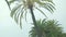 Summer vacation in resort city, view on beautiful palms from moving automobile