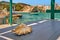 Summer vacations villa, beautiful conch sea shell on table, terrace by sea, Mediterranean island bay landscape, Milos