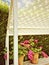 Summer veranda with blooming gardenias