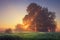 Summer vibrant natural landscape of morning nature on calm meadow with warm sunrays through tree branches.