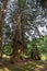 Summer view of 1200 year old cedar tree, the oldest in Ishikawa Prefecture, at Gojudanimachi Hachiman Shinto shrine, Japan.