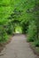 Summer view of an asphalt path overgrown with trees and bushes.