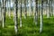 Summer view of a grove of birch trees with green grass forest f