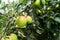 Summer view of almost mature apples on apple tree branch.