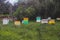 Summer view of rural apiary and honey production in Greece, bee hive colony, swarm of bees in a beehive in a countryside,