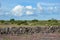 Summer view at a stonewall in a plain landscape