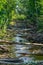 Summer view of a stream dammed up by beavers