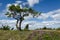 Summer view by a twisted pine tree