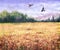 Summer view of the wheat field and flying birds.
