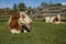 Summer in the village. Happy spotted cows.