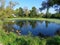 Summer village landscape with small rural lake with floating ducks.