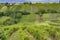 Summer vineyard nearby Strekov, Southern Slovakia