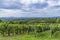 Summer vineyard nearby Strekov, Southern Slovakia