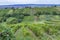 Summer vineyard nearby Strekov, Southern Slovakia