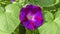 Summer violet flower
