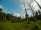 A summer walk through the old forest dried up by time