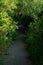 Summer walk on a Path at Cherry Springs near Pocatello