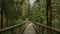 Summer walk on path through tree top walk in KrkonoÅ¡e National Park.