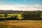 Summer warm view for local farmlands in Oxfordshire, harvest time farm fields landscape with trees and cows in far