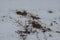 Summer Weeds Poking Through Winter Snow