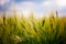 Summer Wheat Crops Field