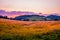 Summer wheat field