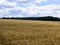 Summer wheat field and forest