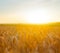 Summer wheat field at the quiet sunset