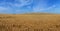 Summer wheat field wide scene