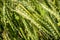 Summer wheat - triticum aestivum