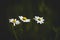 Summer white delicate chamomiles on a dark green meadow