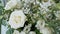 Summer White Flowers Close Up Shot