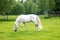 In summer a white horse grazes in a field