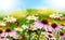 Summer wild flowers background