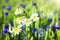 Summer wild flowers of chamomile background. Spring green meadow. Daisies on fresh meadow. Alternative medicine