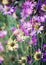 Summer wild flowers ( Immortelle flower) with small DOF