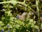 Summer wild flowers in town. Delicate veronica blossoms and forest herbs