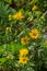 In the summer, the wild medicinal plant Inula blooms in the wild