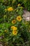 In the summer, the wild medicinal plant Inula blooms in the wild