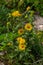 In the summer, the wild medicinal plant Inula blooms in the wild