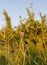 Summer wildflowers, grass and trees.