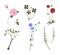 Summer wildflowers and herbs vector colourful collection, poppies, chicory, oxalis, rose hips, horsetail, mistletoe