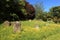 Summer wildflowers in a rural English cemetery